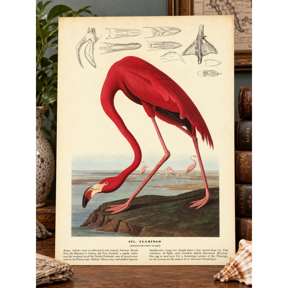 1941 Vintage Flamingo Print American Bird Art Illustration Audubon Coastal